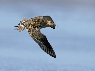 Danimarka 'daki doğal ortamında yaklaş.