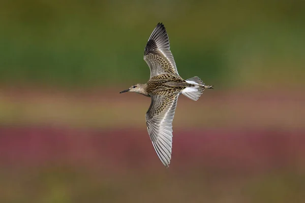 Ruff Calidris Pugnax Στο Φυσικό Του Περιβάλλον Στη Δανία — Φωτογραφία Αρχείου