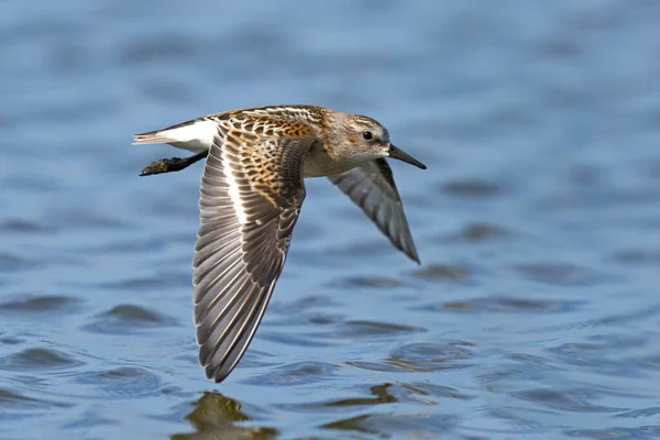 Dunlin Calidris Alpina Sin Naturliga Miljö — Stockfoto