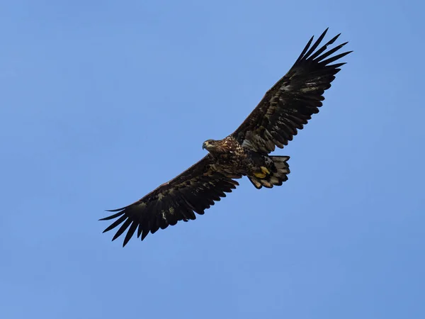 White Tailed Eagle Its Natural Enviroment Denmark — Stock Photo, Image