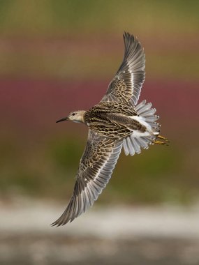 Ruff (Calidris pugnax) Danimarka 'daki doğal ortamında