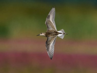 Ruff (Calidris pugnax) Danimarka 'daki doğal ortamında