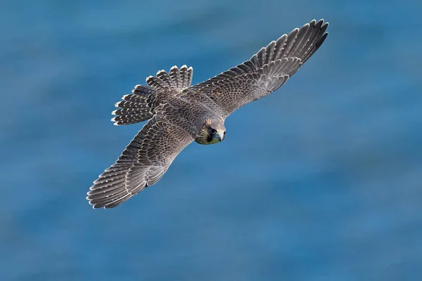 Halcón Peregrino Falco Peregrinus Entorno Natural Dinamarca — Foto de Stock