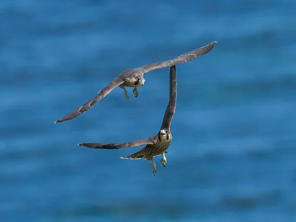 Peregrine Falcon Falco Peregrinus Danimarka Daki Doğal Ortamında — Stok fotoğraf