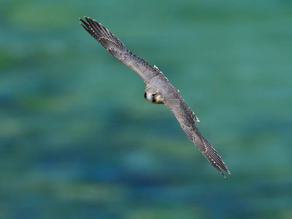 Sokół Wędrowny Falco Peregrinus Swoim Naturalnym Środowisku Danii — Zdjęcie stockowe