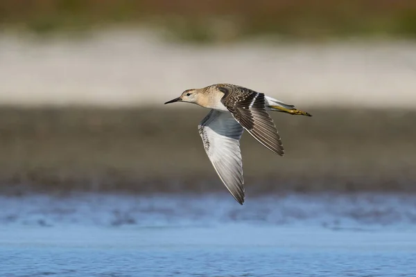 Ruff Calidris Pugnax Dans Son Environnement Naturel Danemark — Photo