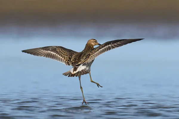 Ruff Calidris Pugnax Entorno Natural Dinamarca —  Fotos de Stock