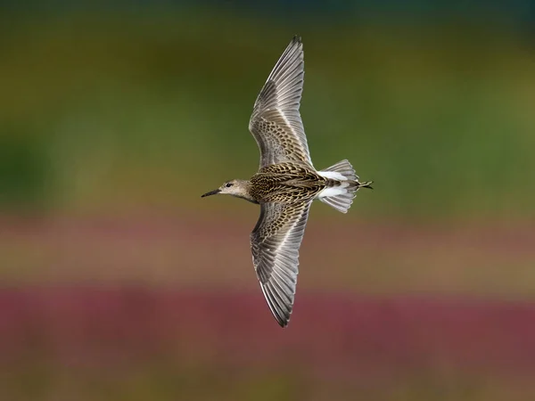 Ruff Calidris Pugnax Seiner Natürlichen Umgebung Dänemark — Stockfoto