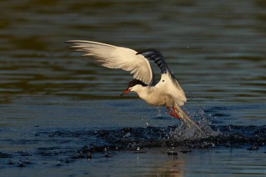 Doğal ortamında yaygın deniz feneri (Sterna hirundo)