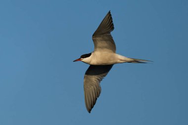 Doğal ortamında yaygın deniz feneri (Sterna hirundo)