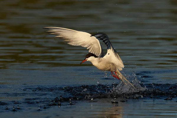 Tern Comum Sterna Hirundo Seu Ambiente Natural — Fotografia de Stock