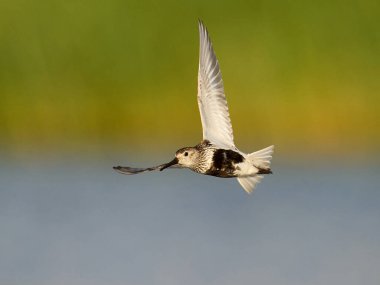 Dunlin (Calidris alpina) doğal ortamında