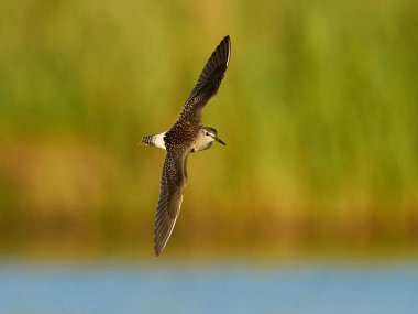Danimarka 'nın doğal çevresi (Tringa glareola) içinde yer almaktadır.