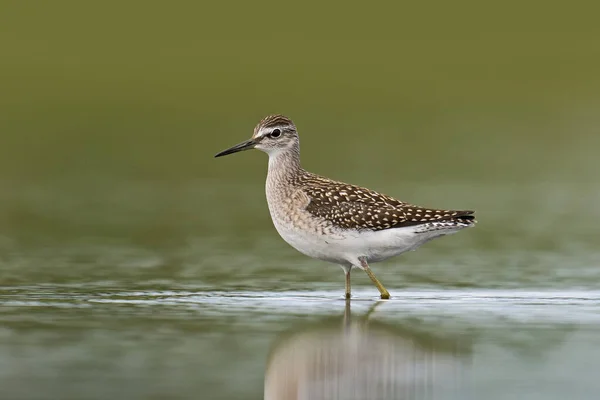 Trä Sandpiper Tringa Glareola Naturlig Miljö Danmark — Stockfoto