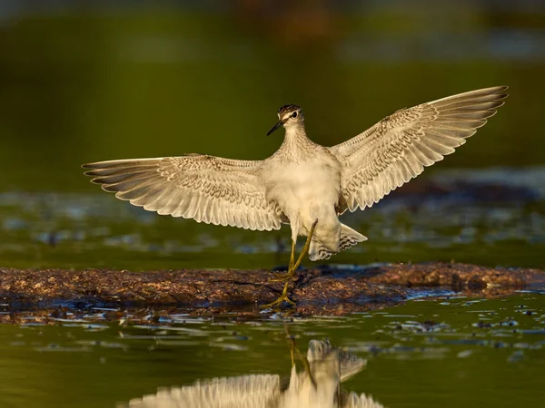 Bécasseau Bois Tringa Glareola Est Environnement Naturel Danemark — Photo