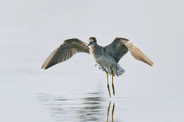 Trä Sandpiper Flygning Sin Naturliga Miljö — Stockfoto