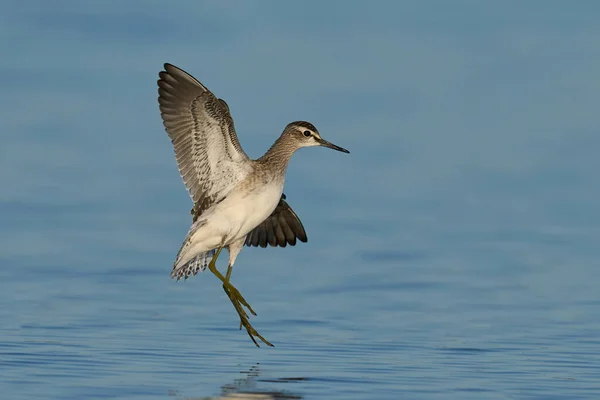 Trä Sandpiper Tringa Glareola Sin Naturliga Miljö — Stockfoto