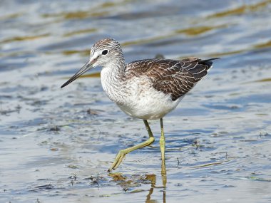 Genel yeşillik (Tringa nebularia)