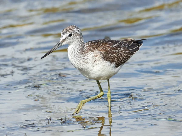 Genel yeşillik (Tringa nebularia) — Stok fotoğraf