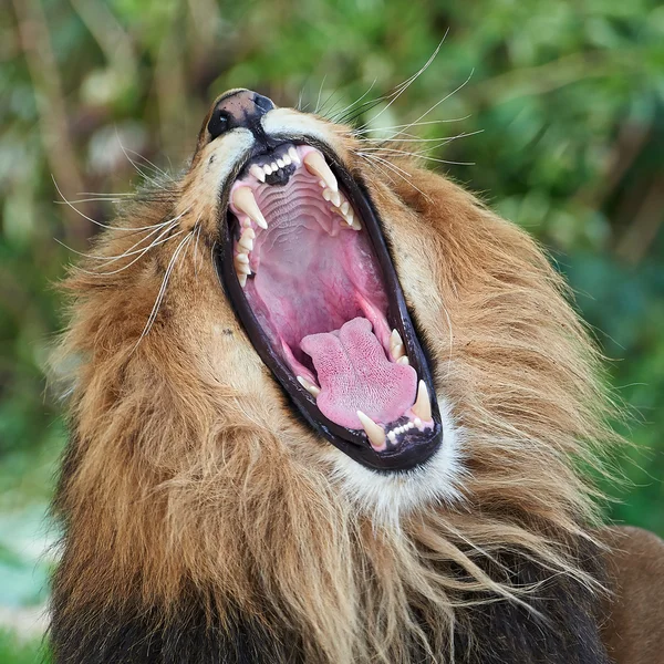 Lew (Panthera leo)) — Zdjęcie stockowe