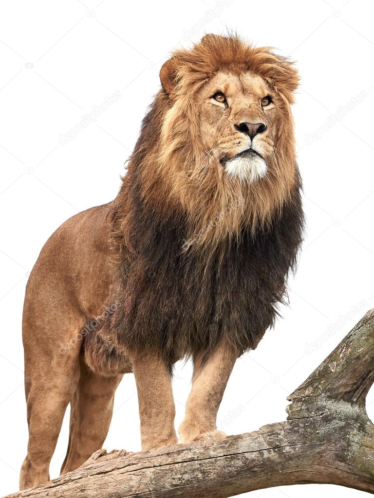 Lion (Panthera leo)