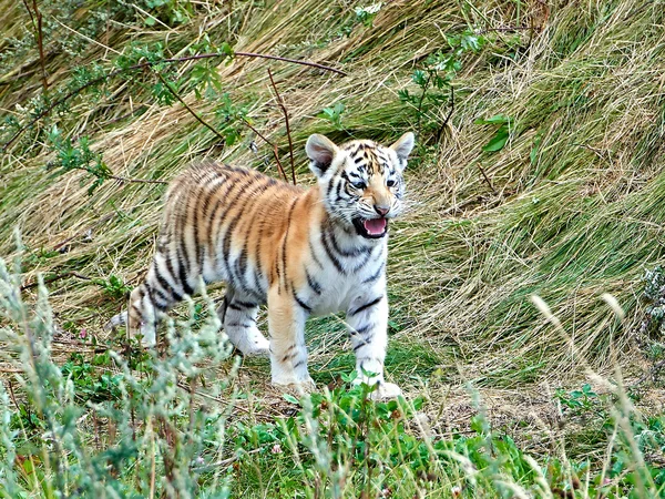 Τίγρη (panthera τίγρη τίγρη της Βεγγάλης) — Φωτογραφία Αρχείου