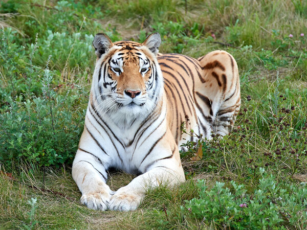 Bengal tiger (Panthera tigris tigris)