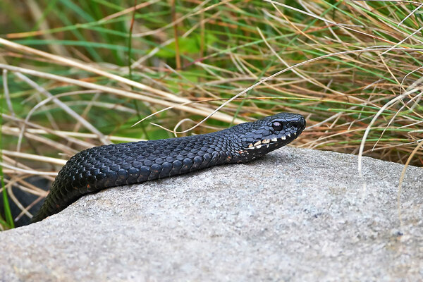 Common European Adder (Vipera berus)
)