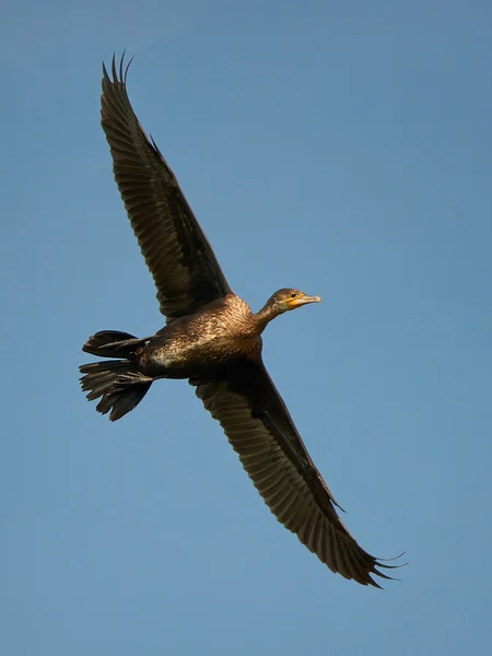 Grande Cormorão (Phalacrocorax carbo) — Fotografia de Stock