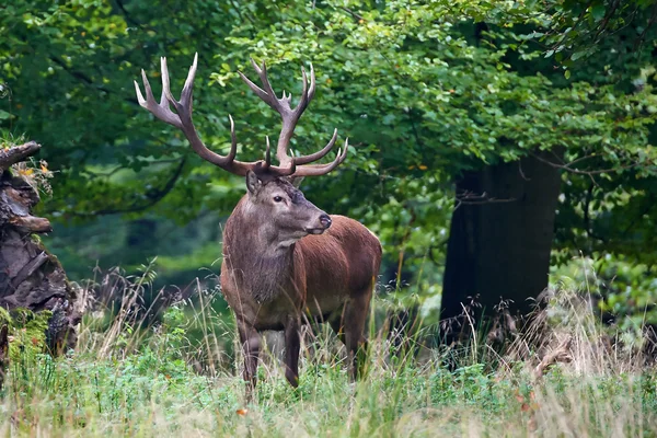 Red deer (Cervus elaphus) — Stock Photo, Image