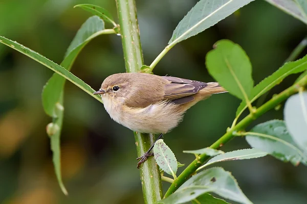 Обыкновенный шиффчафф (Phylloscopus collybita) — стоковое фото