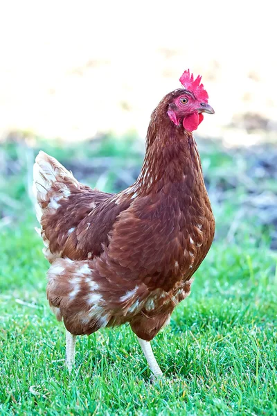 Binnenlandse kip — Stockfoto