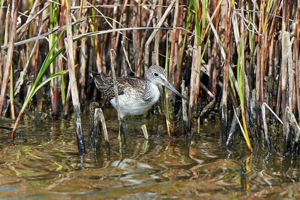 Vanlig grönkål (Tringa nebularia)) — Stockfoto