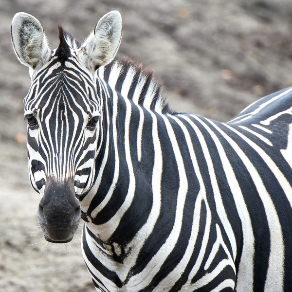 Dotacje zebry (equus burchelli boehmi) — Zdjęcie stockowe