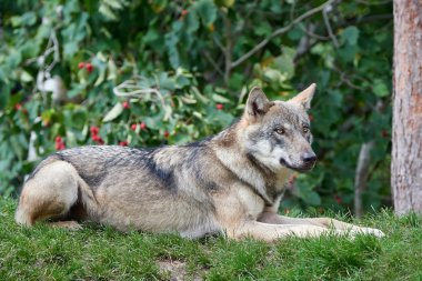 gri kurt (canis lupus)