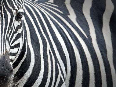 Zebra (equus burchelli boehmi verir)