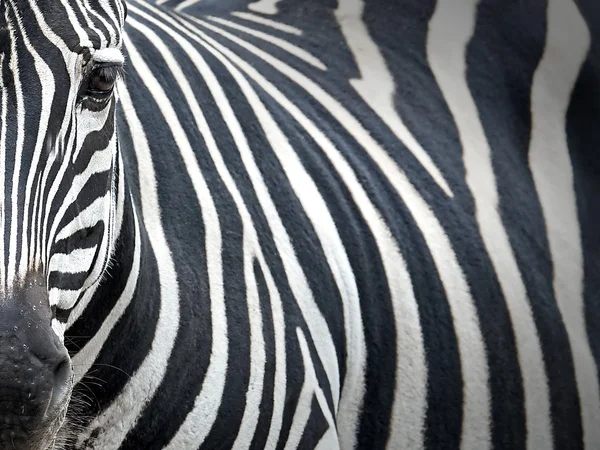 Bidrag zebra (equus burchelli boehmi) — Stockfoto