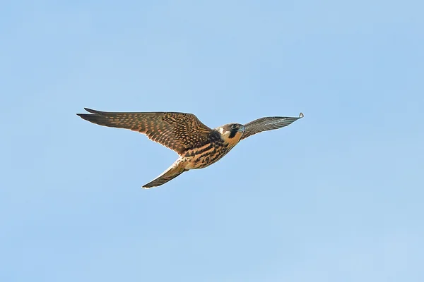 Евразийское хобби (Falco subbuteo ) — стоковое фото
