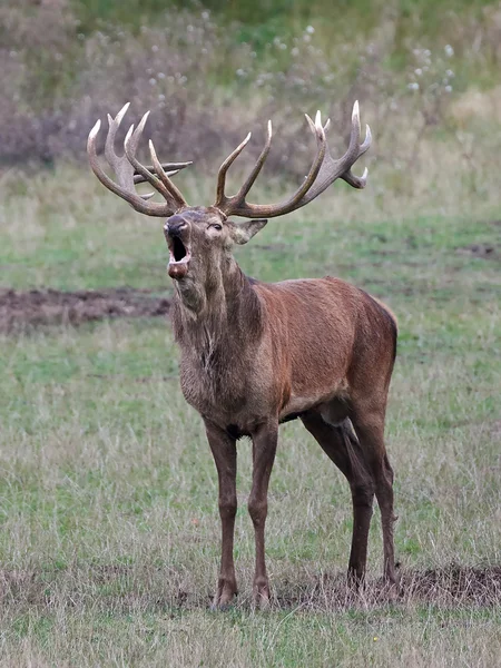 Jelen červený (cervus elaphus) — Stock fotografie