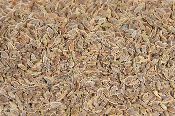 Dill seeds — Stock Photo, Image