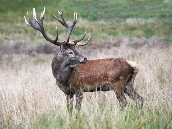 Vörös szarvas (Cervus elaphus)) — Stock Fotó