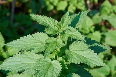Stinging nettle (urtica dioica) clipart