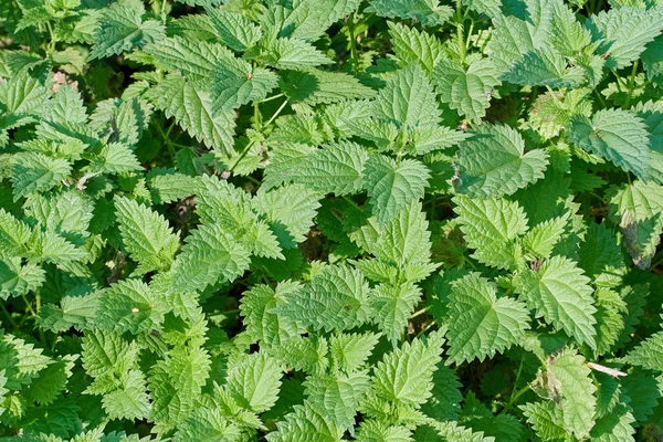 Pokrzywa żądlona (Urtica dioica) — Zdjęcie stockowe