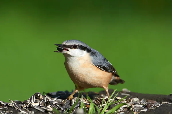 유라시아 흑단 (Sitta europaea)) — 스톡 사진