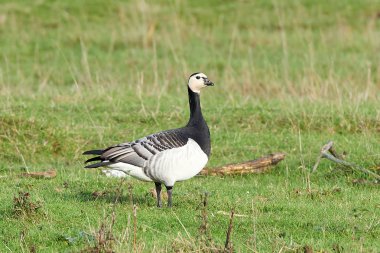 Barnacle Goose (Branta lökossis)