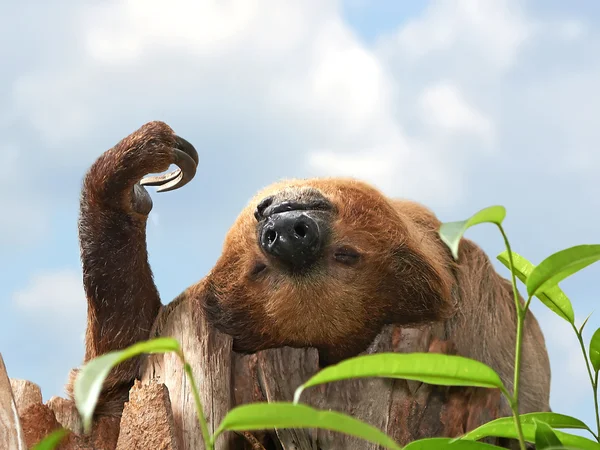 İki - parmaklı tembel (choloepus didactylus)