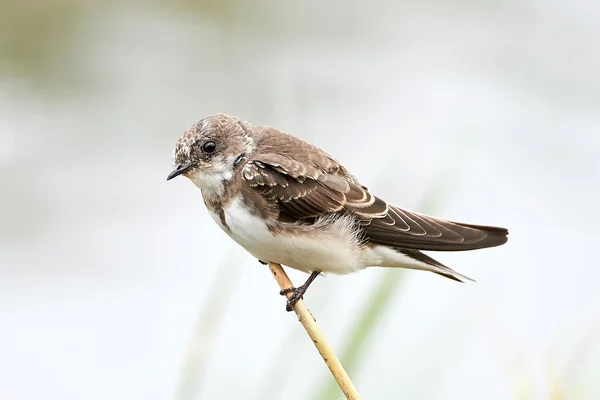 Areia Martin (Riparia riparia) — Fotografia de Stock