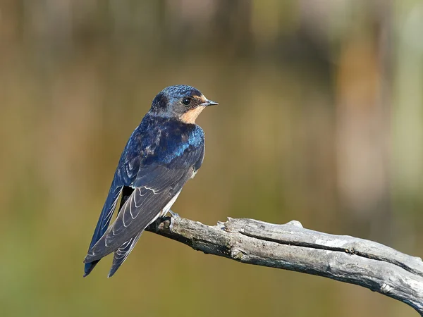 Engolir celeiro (hirundo rustica) — Fotografia de Stock