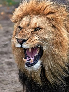 Aslan (Panthera leo)