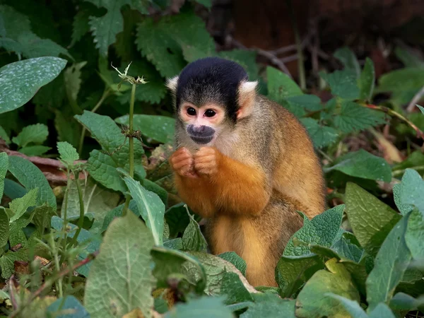 Fekete sapkás mókusmajom (Saimiri boliviensis)) — Stock Fotó